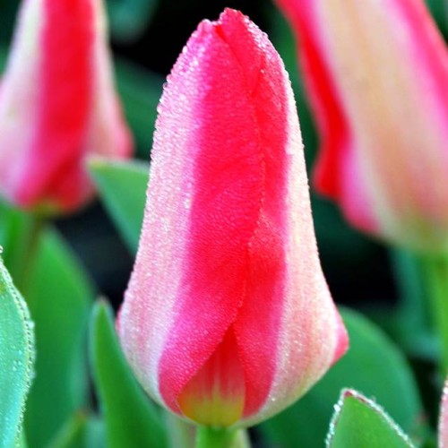 Tulpes zemās Kaufmaņa SPRING PEARL 10/11 80gab