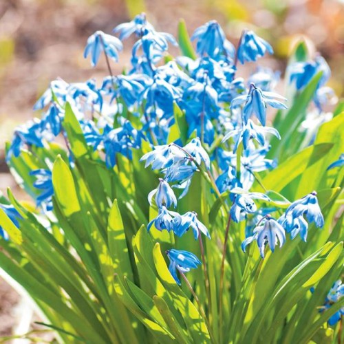 Zilsniedzītes jeb Scillas Sibīrijas Spring Beauty 9/+ 50gab