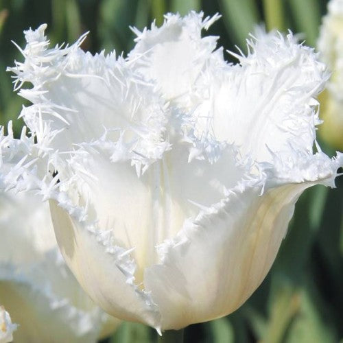 Tulpes bārkšziedu SWAN WINGS 12/+ 80gab