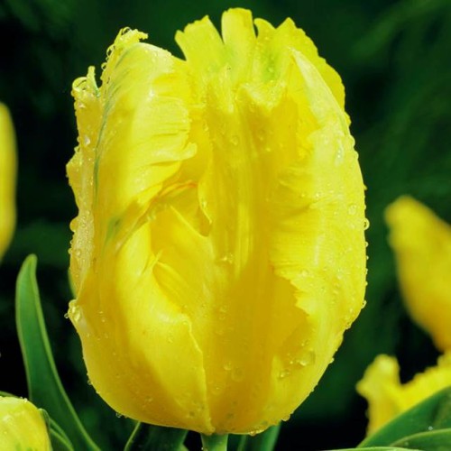 Tulpes papagaiļziedu TEXAS GOLD 12/+ 60gab