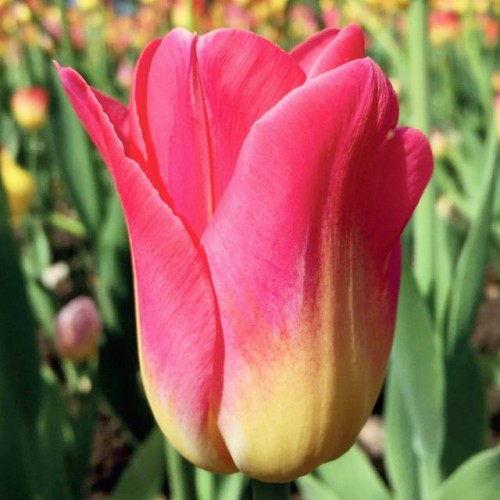 Tulpes grieztiem ziediem TOM POUCE 12/+ 80gab