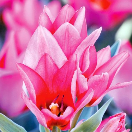 Tulpes daudzziedu TORONTO 12/+ 60gab