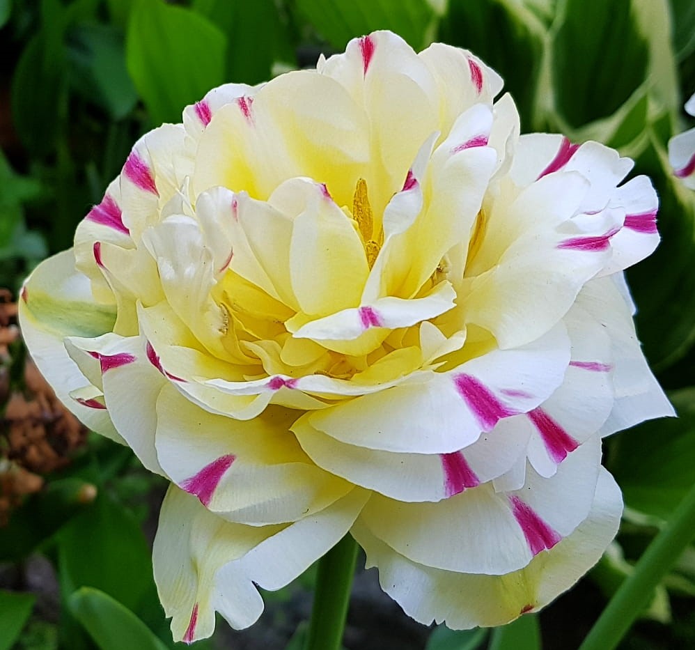 Tulpes pildītās DANCE LINE 12/+ 60gab