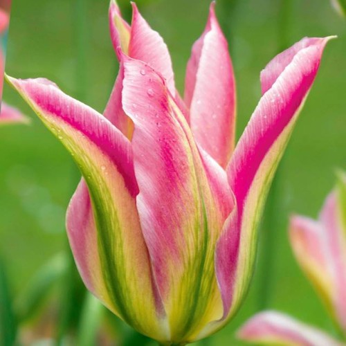 Tulpes zaļziedu VIRICHIC 12/+ 60gab
