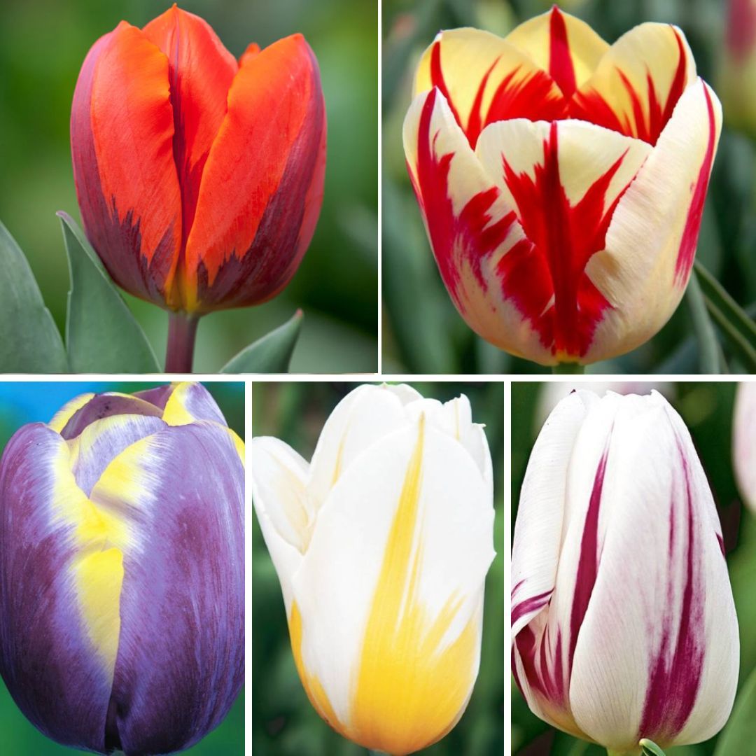 Tulpes triumfa Izlase Nr. 6, 400gab