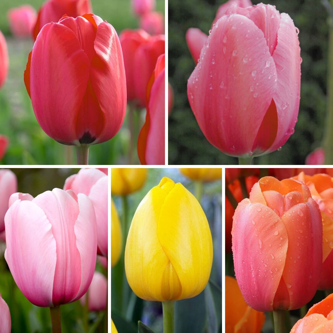 Tulpes Darvina Izlase Nr. 3, 200gab