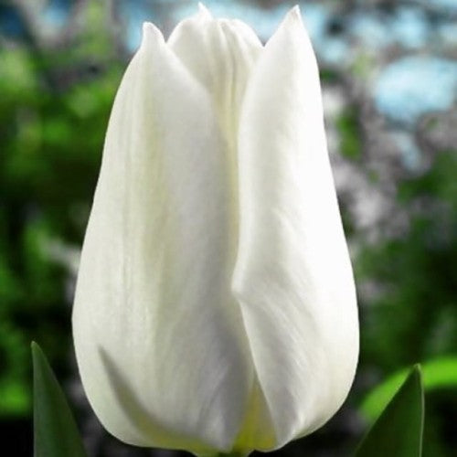 Tulpes grieztiem ziediem WHITE DYNASTY 12/+ 80gab