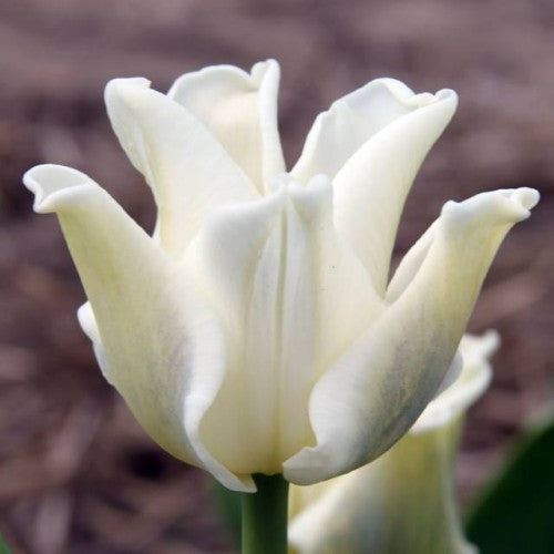 Tulpes triumfa WHITE LIBERSTAR 11/12 60gab