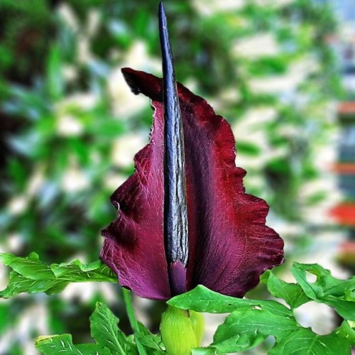 Dracunculus vulgaris  Pūķa lilija 15/20 20gab
