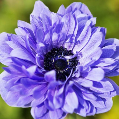 Anemones Vainaganemones Lord Lieutenant 5/6 100gab