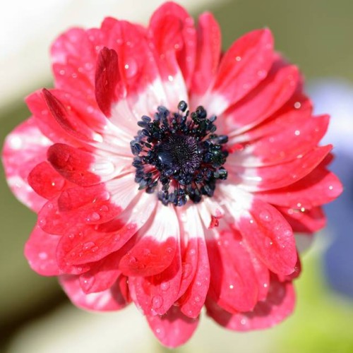 Anemones Vainaganemones Governor 5/6 100gab