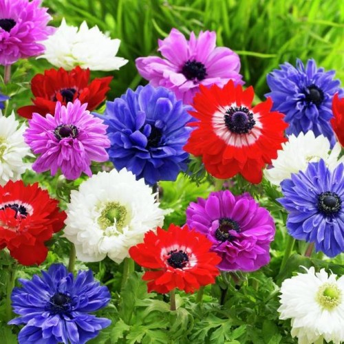 Anemones Vainaganemones St.Brigid 150gab
