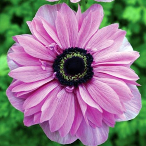 Anemones Vainaganemones Admiral 5/6 100gab