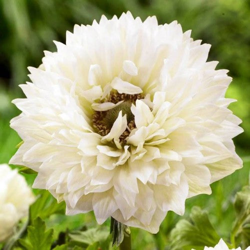 Anemones Vainaganemones Mount Everest 5/6 100gab