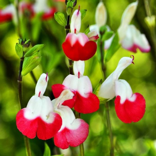 Salvija Hot Lips 8gab