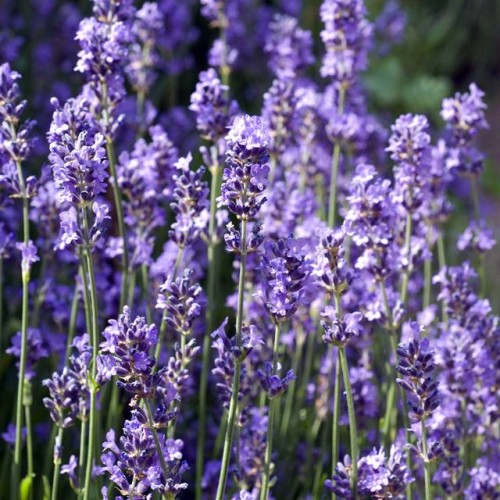 Lavanda Šaurlapu lavanda 8gab