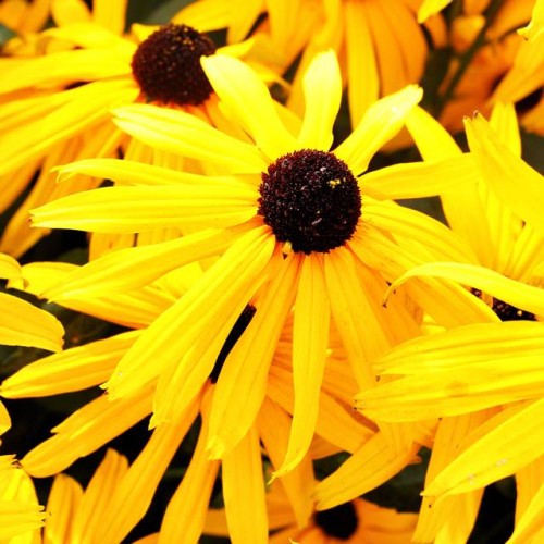 Rudbekija Krāšņā rudbekija 8gab