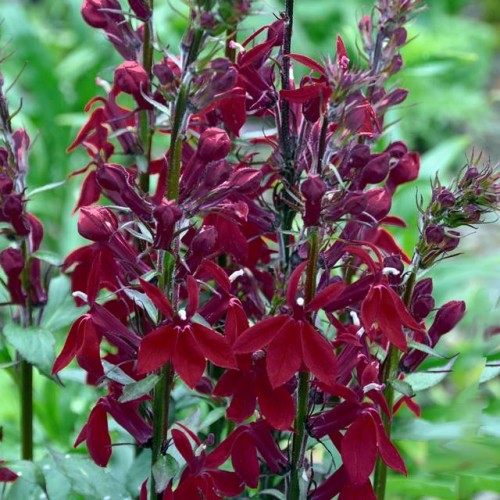 Lobēlija Košsarkanā lobēlija Crimson Princess 8gab