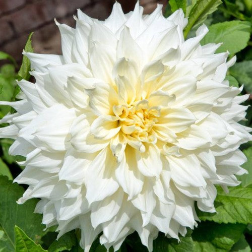Dālijas dekoratīvās White Perfection 8gab