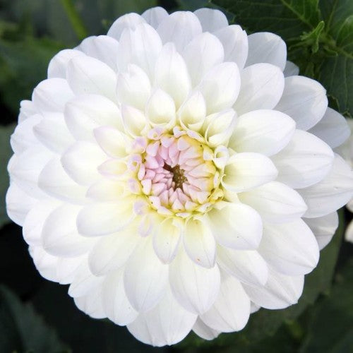 Dālijas pomponziedu White Aster 8gab