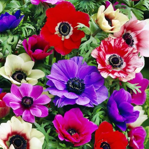 Anemones Vainaganemones De Caen 150gab