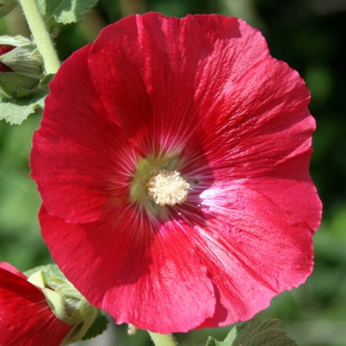 Kāršrozes Mars Magic 8gab