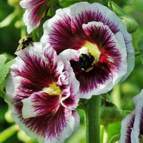 Kāršrozes Creme de Cassis 8gab