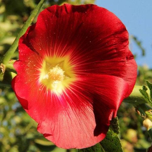 Kāršrozes Halo Red 8gab
