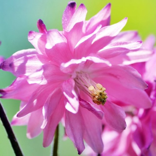 Ozolītes Barlow Pink 8gab