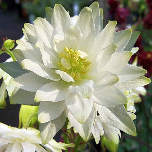 Ozolītes Barlow White 8gab
