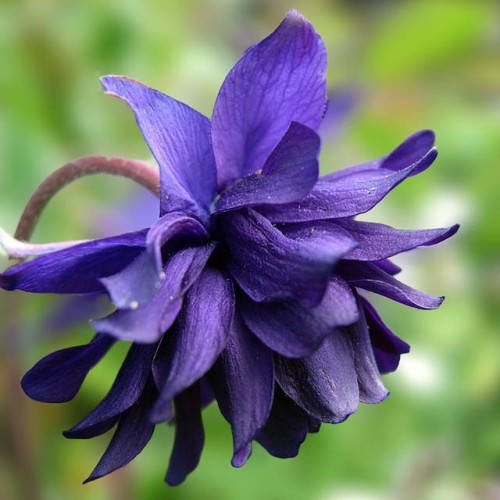 Ozolītes Barlow Blue 8gab