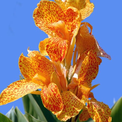 Kannas Pfitzer`s Primrose Yellow 8gab