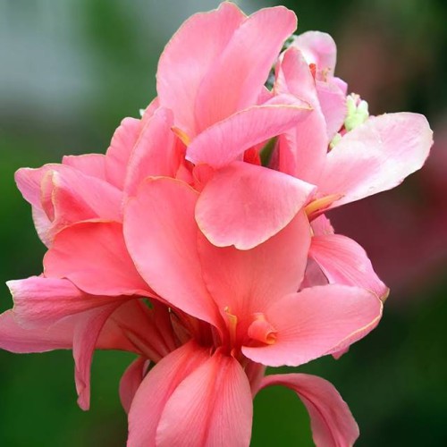 Kannas Orchid 8gab