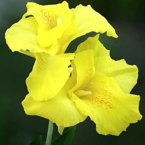 Kannas Yellow Humbert 8gab