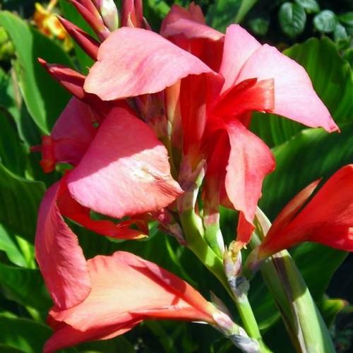 Kannas Pfitzer`s Shell Pink 8gab