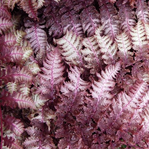 Papardes dekoratīvās  Burgundy Lace 8gab