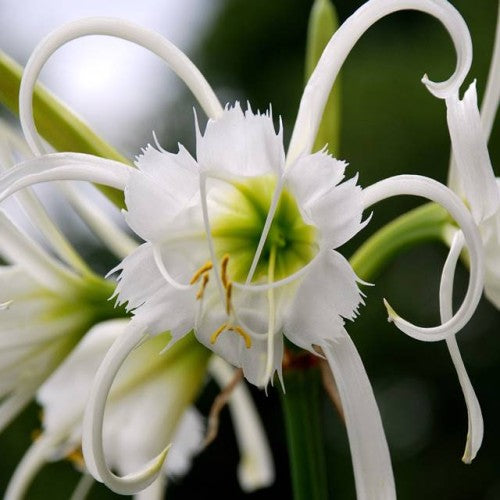 Ismenes Hymenocallis festalis 14/+ 20gab