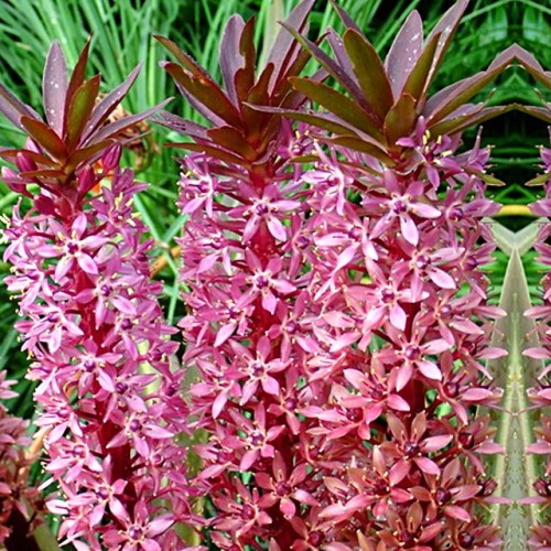 Eikomes Eucomis comosa 14/+ 20gab