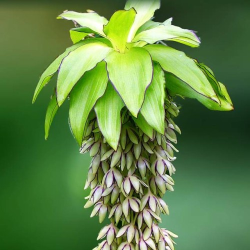 Eikomes Eucomis bicolor 14/+ 20gab