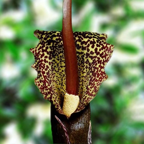 Arum cornatum Vudū lilija 18/20 20gab