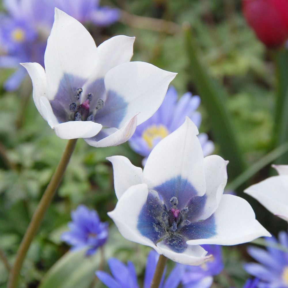 Tulpes botāniskās ALBA COERULEA OCULATA 5/6 80gab