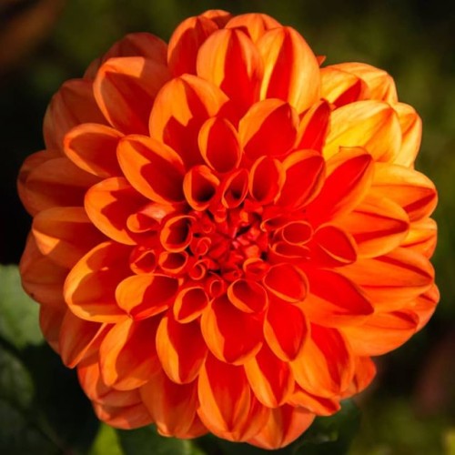 Dālijas dekoratīvās Orange Nugget 8gab
