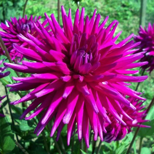 Dālijas kaktusziedu Purple Gem 8gab