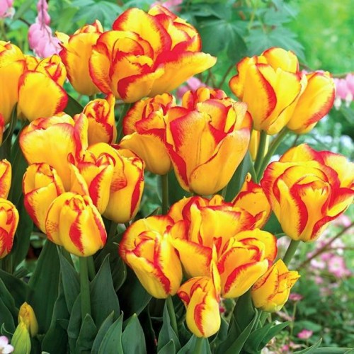 Tulpes Triumfa OUTBREAK 12/+ 50gab