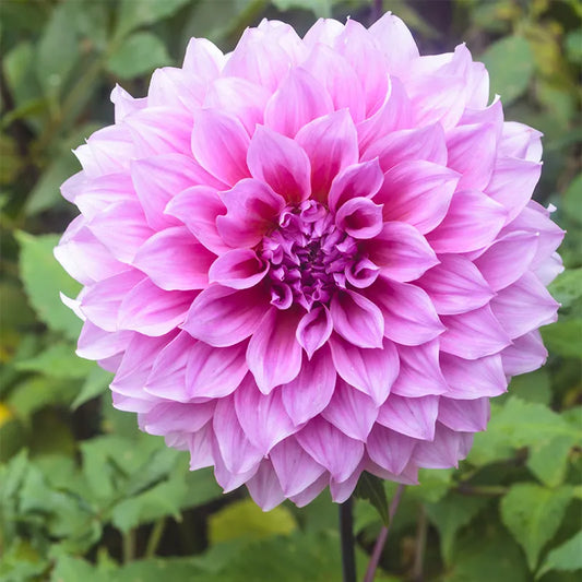 Dālijas dekoratīvās Lavender Perfection 8gab
