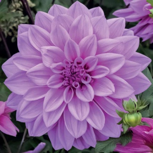 Dālijas dekoratīvās Lilac Time 8gab