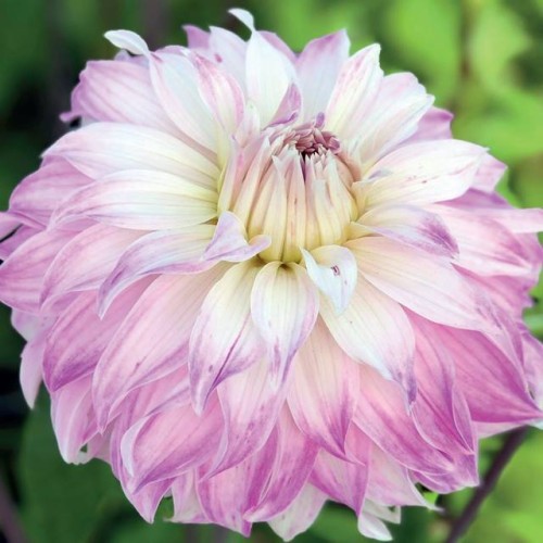 Dālijas dekoratīvās Pink Petticoat 8gab