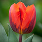 Tulpes triumfa HERMITAGE 12/+ 80gab