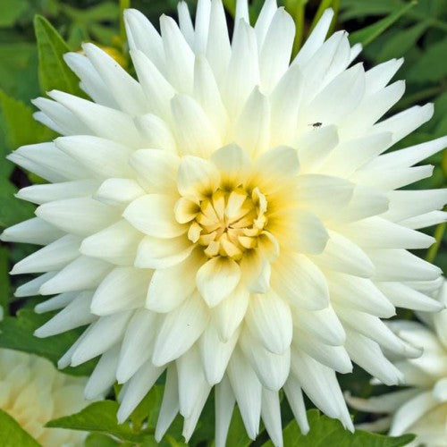 Dālijas kaktusziedu My Love 8gab