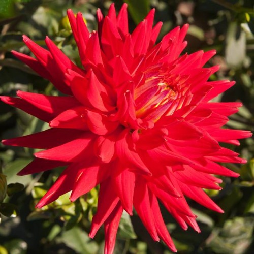 Dālijas kaktusziedu Red Pygmy 8gab